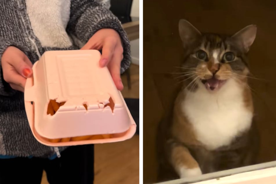 The cat's hilarious reaction to her crime being discovered has gone viral.