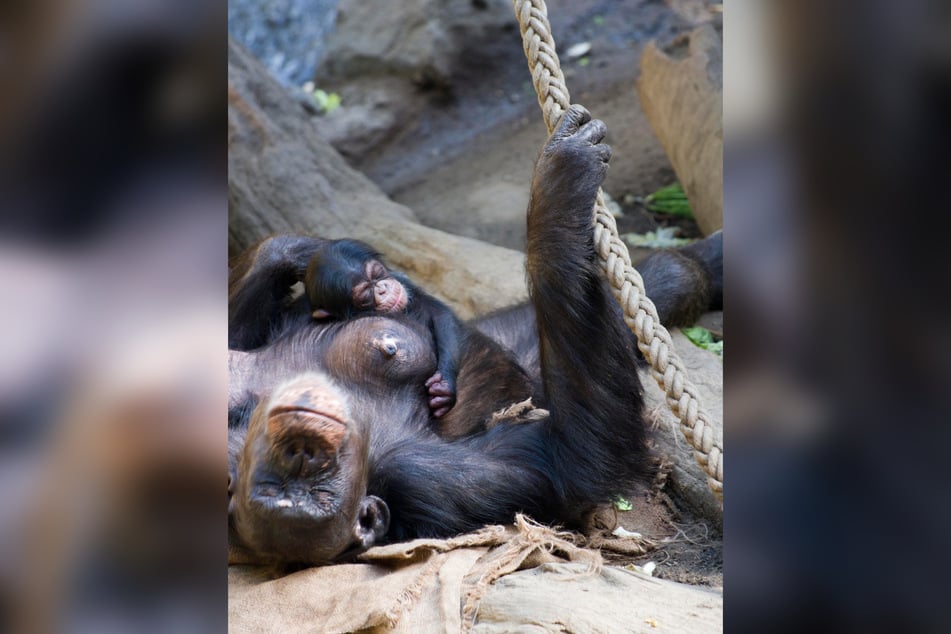 Wie niedlich: Kuschelzeit bei Schimpansen-Mama Swela und Töchterchen Bou.