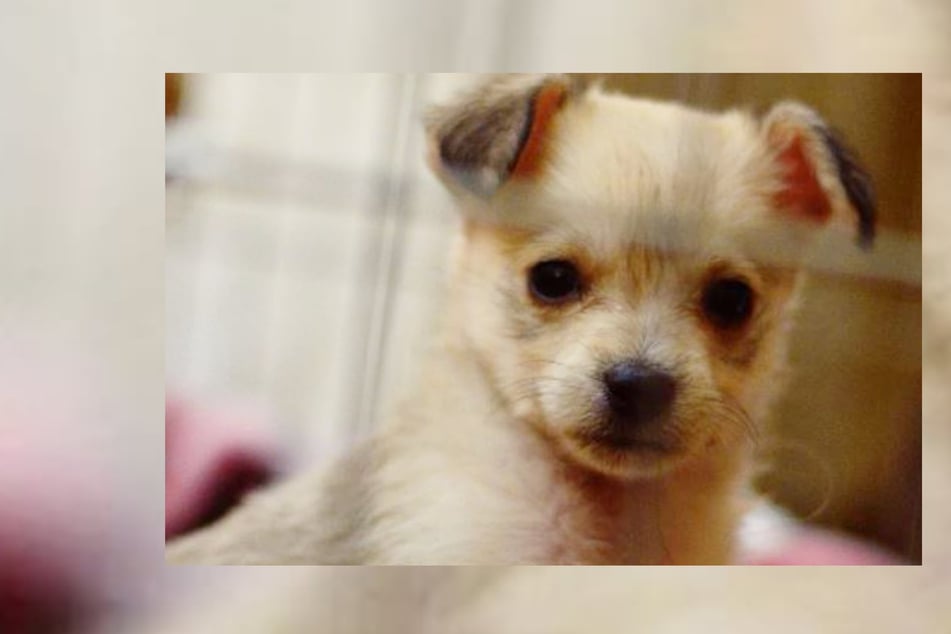 Rescue puppy's extreme transformation stuns the internet!