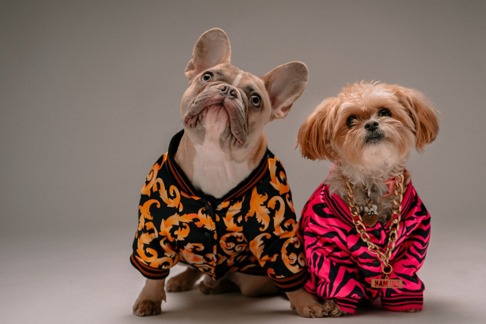 "Fashionable" dogs on extravagant display at New York City museum