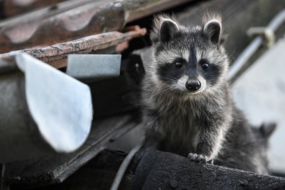 Hamburg: CDU fordert: Waschbären sollen kastriert werden