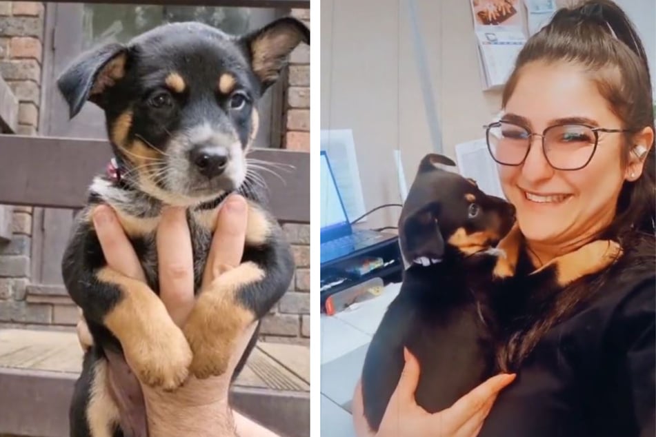 According to Angelika's TikTok account, she has six puppies.