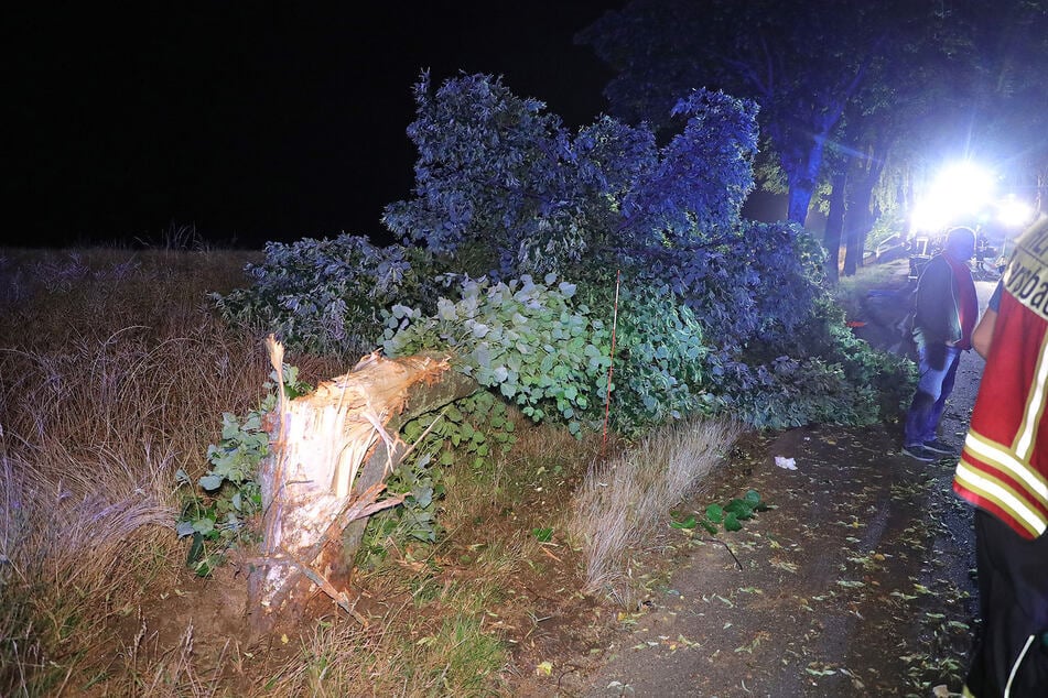 Infolge des Unfalls fällte das Fahrzeug einen Baum am Wegesrand.