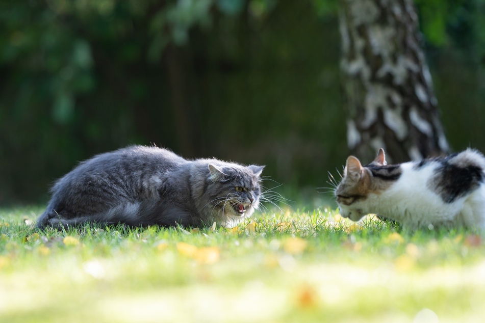 Dass Katzen kämpfen wollen, erkennst Du an ihrem feindseligen Fauchen, der Stellung der Ohren und aggressiven Lauten.