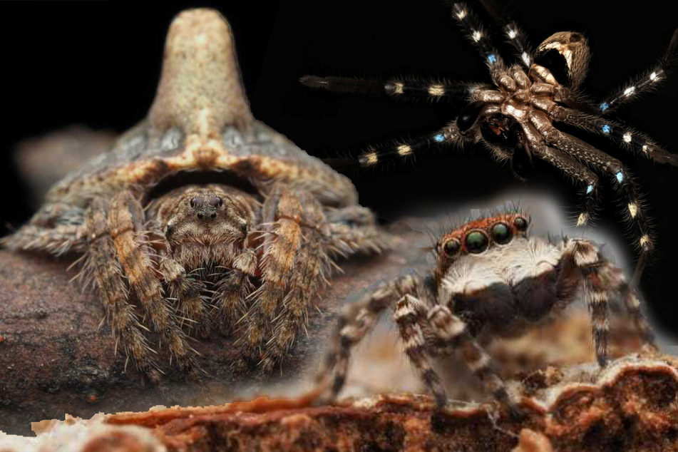 Forscher entdecken drei neue Spinnen-Arten: Eine sieht aus wie ein Welpe