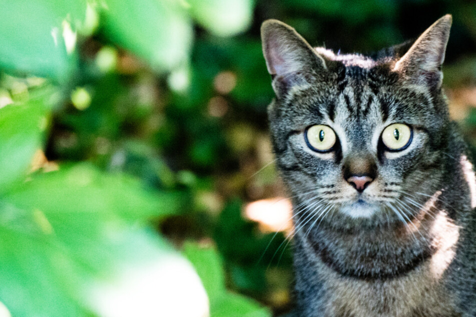 Eine Katze hat sich im Freistaat Bayern in einer illegalen Tierfalle verfangen - mit schlimmen Folgen. (Symbolbild)