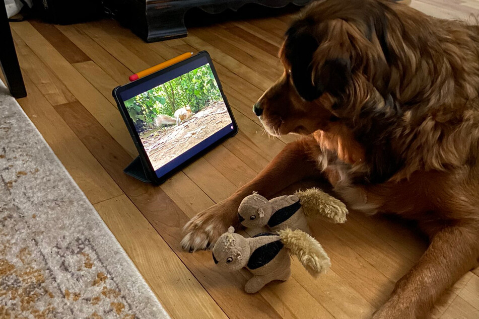 Stella the dog has a soft spot for squirrels. She even has her own stuffed squirrels to play with.