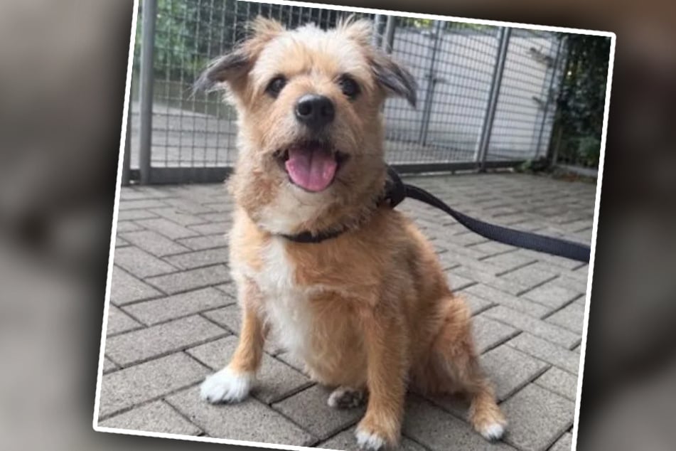 Die Hündin wurde 2015 geboren und würde am liebsten bei erfahrenen Leuten ohne Kinder einziehen.