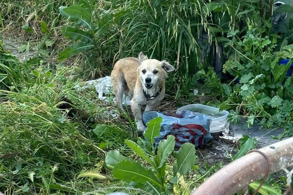 Der arme Hund hatte große Angst vor seinen Retterinnen. Zum Glück schafften sie es, ihn einzufangen.