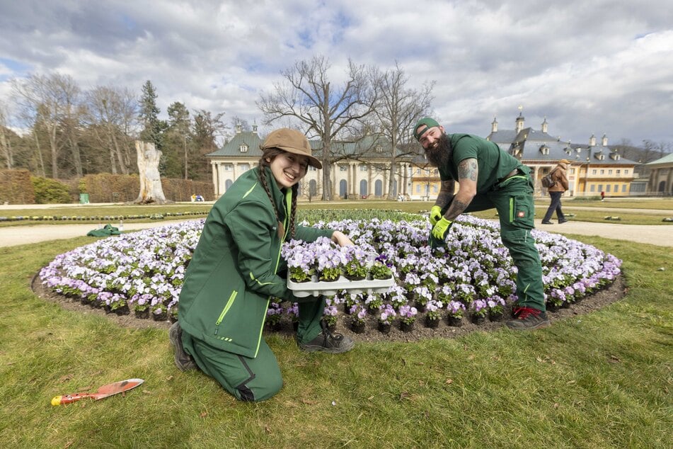 Caroline (19) und Zierpflanzengärtner Tom (31) pflanzen in Pillnitz Hornveilchen und Vergissmeinnicht.