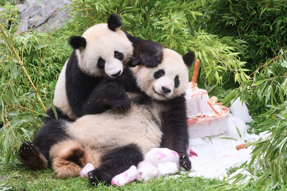 Die Panda-Zwillinge sind ein Herz und eine Seele.