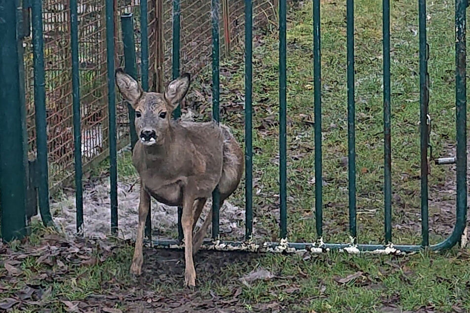 "Bambi" in der Klemme: Das Tier war zwischen den dicken Eisenstäben stecken geblieben.