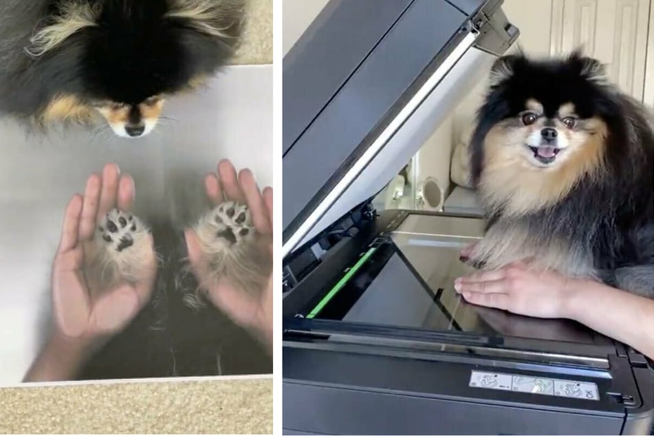 Puppy goes viral on TikTok after having fun with the office photocopier