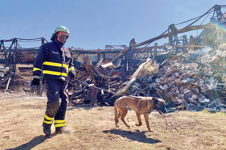 Spürnase Zora (6) war am Montag in Heidenau im Einsatz.