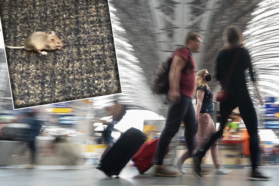 Rotzfrech hatten sich einige Mäuse in der DB Lounge am Frankfurter Hauptbahnhof bequem gemacht.