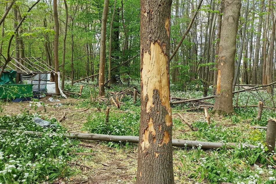 Um die Hütte zu bauen, sollen Unbekannte mehrere Bäume beschädigt und zum Teil gefällt haben. Die Polizei ermittelt.