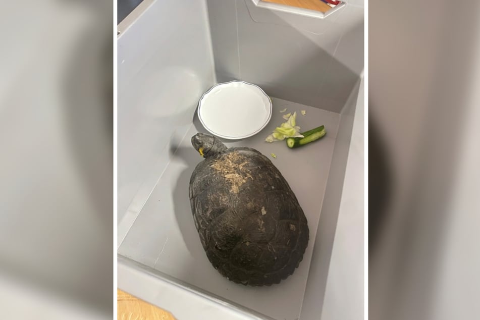 Die Polizei taufte die Schildkröte nach ihrem Fundort: "Gerhart Hauptmann".