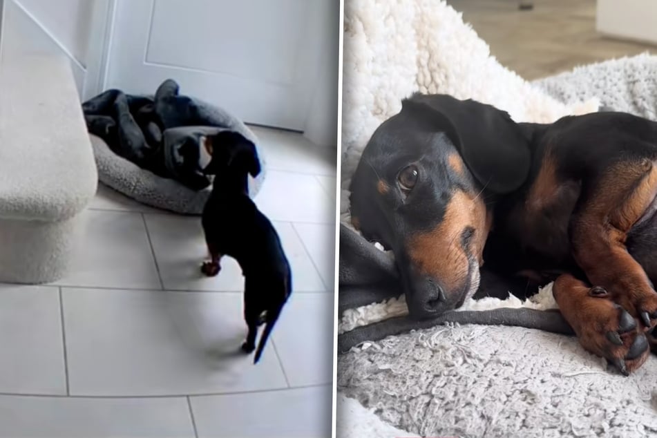 Dackel Colin ist mehr Frechdachs als Hund ...