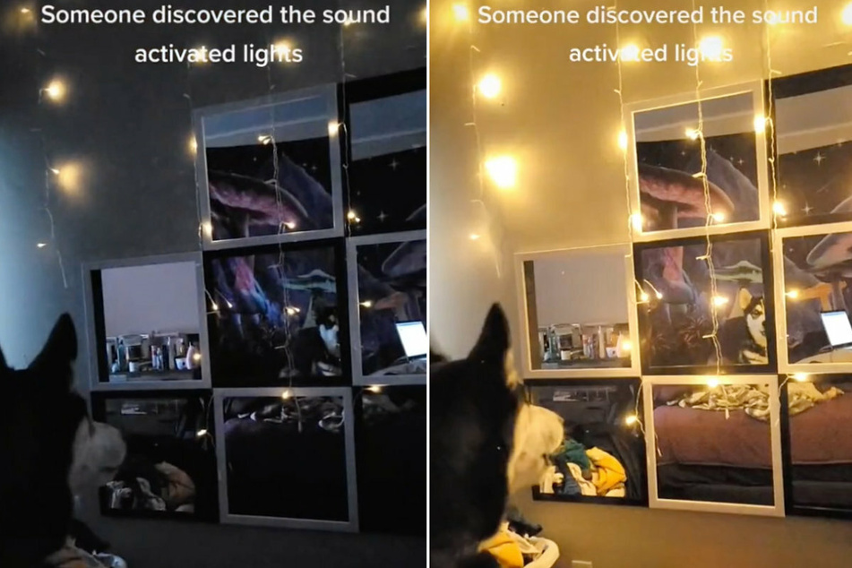 Husky shows his smarts by turning the on the lights in viral TikTok video