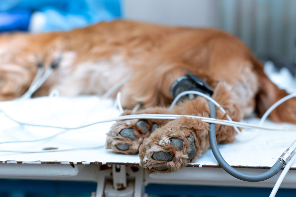 New Dog Virus Causes Mysterious Puppy Deaths In Michigan