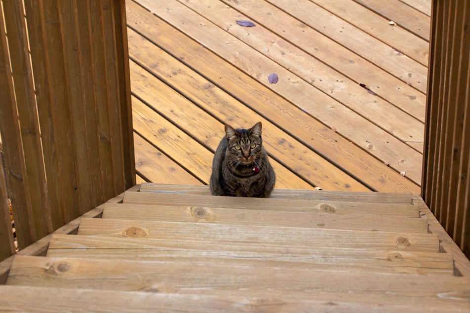 Weil die Katze keine Treppen mehr steigen konnte, setzte ihr Herrchen eine geniale Idee in die Tat um. (Symbolbild)