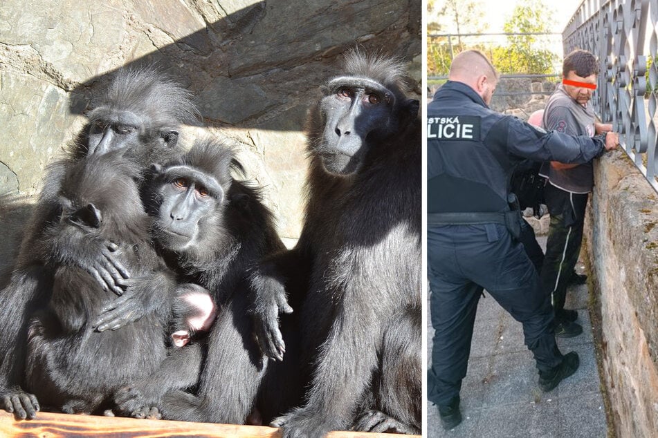 An der Grenze zu Sachsen: Mann bricht in Gehege ein - Sieben Affen entkommen!