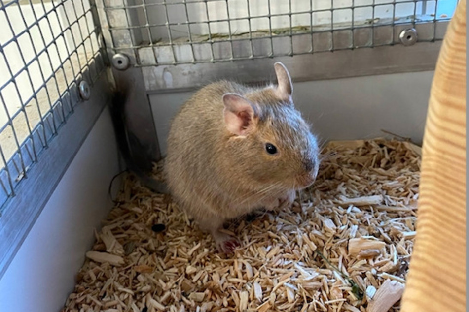 Degu Elfie wünscht sich ein neues Zuhause mit Artgenossen zur Gesellschaft.