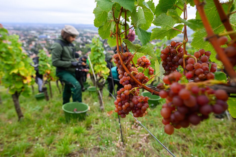Die milden Temperaturen eignen sich perfekt für eine Weinbergwanderung.