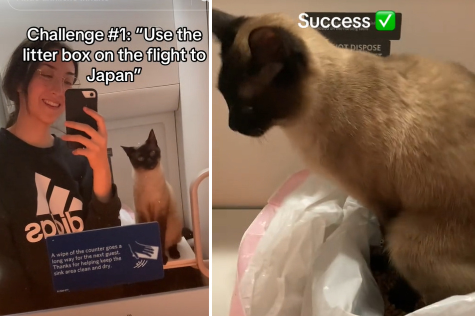 A TikTok creator made her own litter box for her cat to use during a long plane ride.