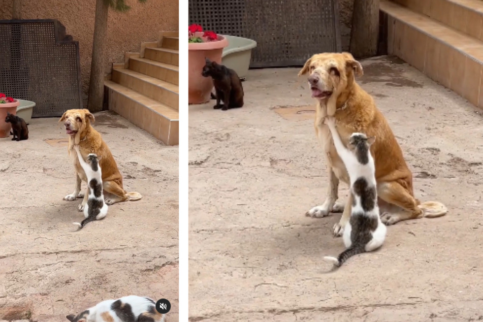 Cat adorably comforts blind rescue dog in precious viral clip