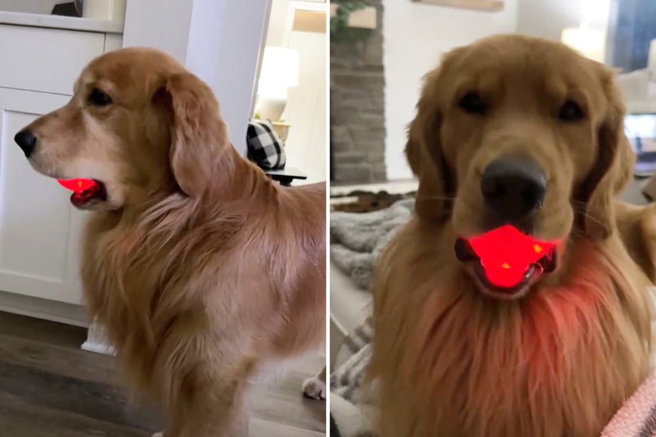 Golden Retriever bringen mit dieser Aktion Millionen zum Lachen: Was machen die da?