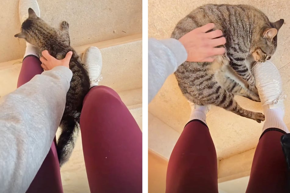 Die Katze war völlig außer sich und konnte einfach nicht von Rebeccas Füßen lassen.