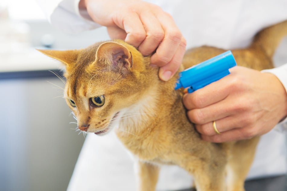 Es empfiehlt sich, die Katze vor dem Freigang beim Tierarzt untersuchen und chippen zu lassen.