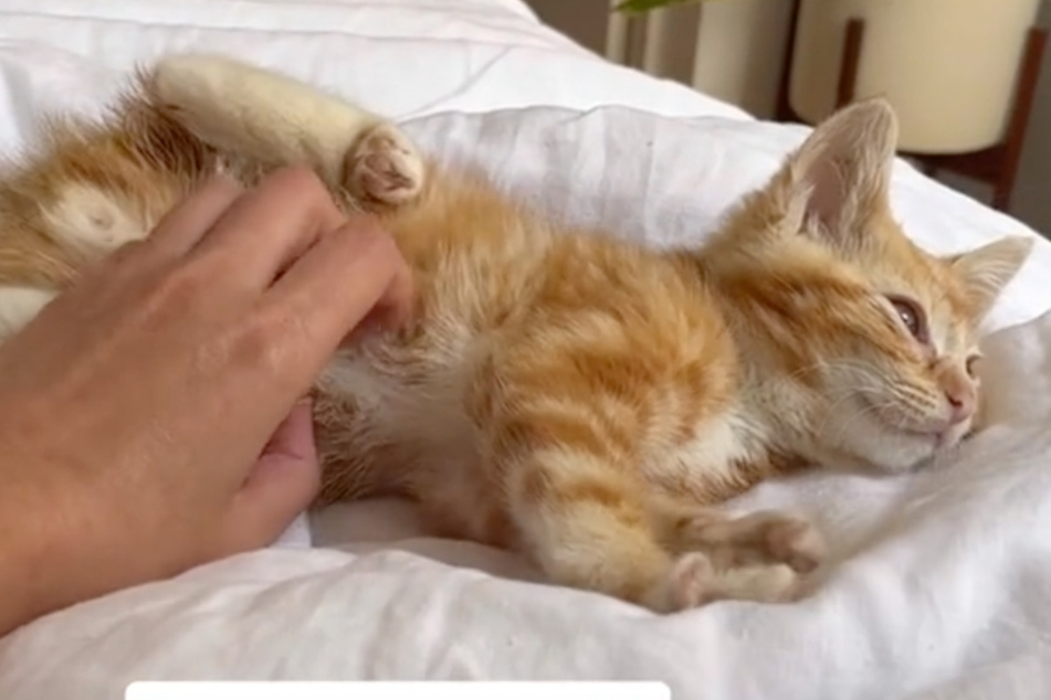 Cat gets cutest cleaning ever with buckets of bathtime bubbles | TAG24