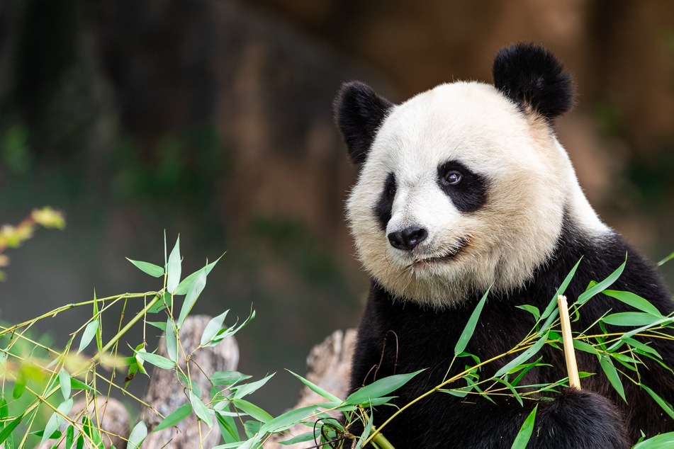Giant pandas rarely reproduce in the wild and subsist on a diet of bamboo.