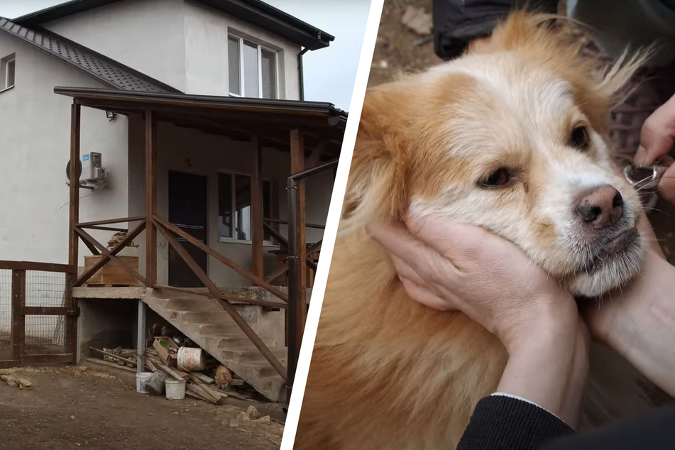 Dieser arme Hund wurde von seinen Besitzern zurückgelassen.