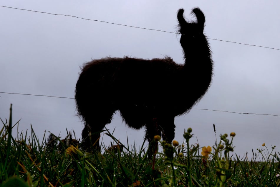 Lama in Sachsen ausgebüxt: Wer hat "Keks" gesehen?