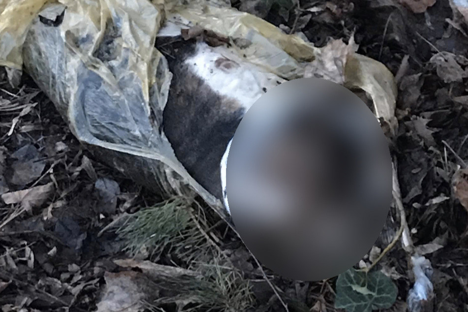Die tote Katze wurde in einen Plastiksack gesteckt und abgelegt. 