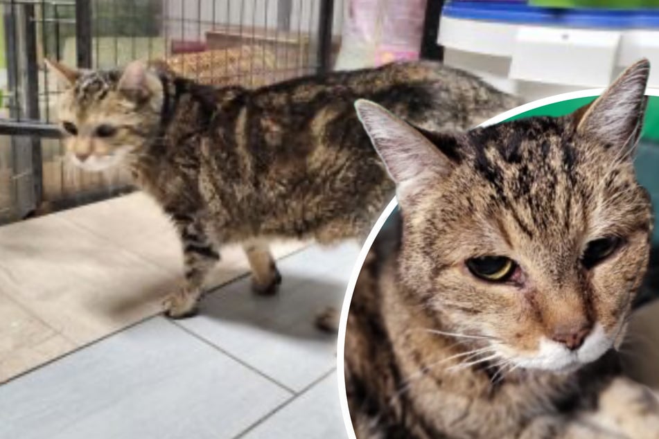 Vom Kuschelplatz ins Tierheim: Senior-Kater Purzel sucht dringend ein neues Zuhause