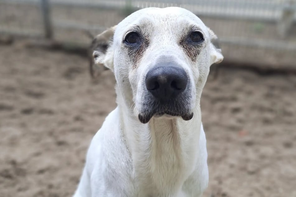 Mischlingshündin Princess aus dem Hamburger Tierheim ist auf der Suche nach einem liebevollen Zuhause.