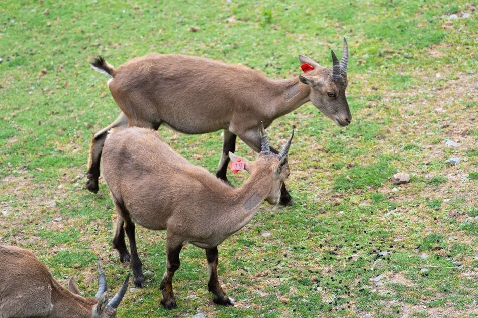 Rund 50.000 Steinböcke leben derzeit in den Alpen.