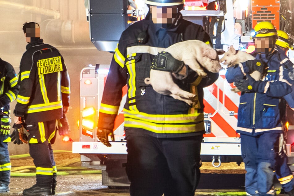 Schweinestall in Flammen: Feuerwehr rettet zahlreiche Tiere