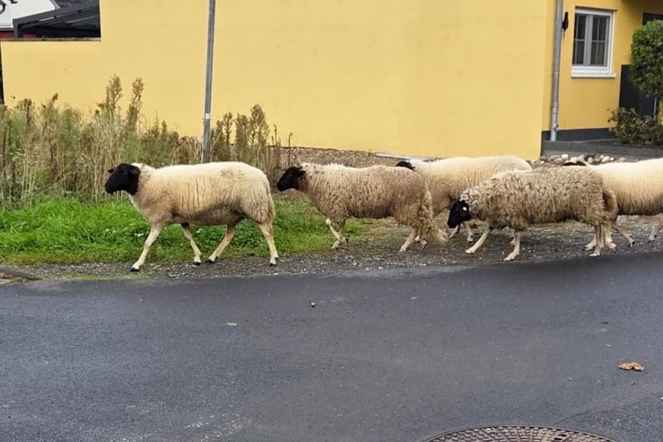 Völkerwanderung der anderen Art: Schafherde muss nach Bombenfund umziehen