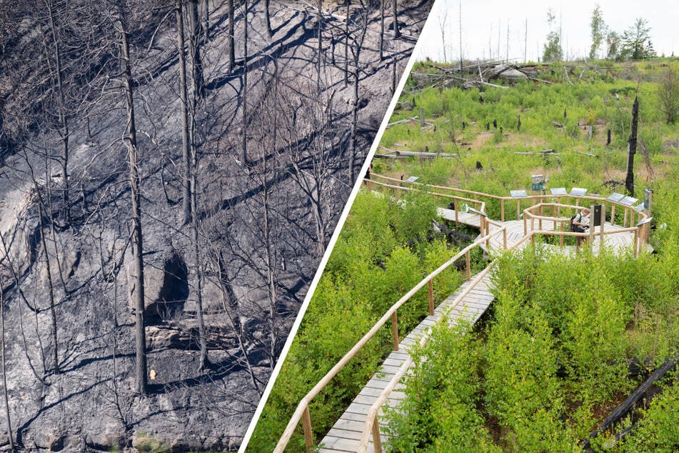 Nach dem Waldbrand: So erwacht die Sächsische Schweiz zu neuem Leben!