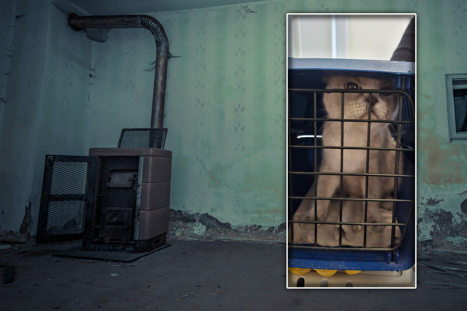 Sie hausten ohne Licht und Fenster: 32 Katzen aus Horror-Wohnung gerettet