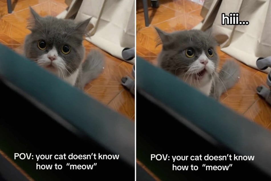 Practice makes purrfect for this little cat that hasn't yet figured out how to meow – but the sweet yet somewhat misguided attempts to do so are the cutest thing you'll see today!