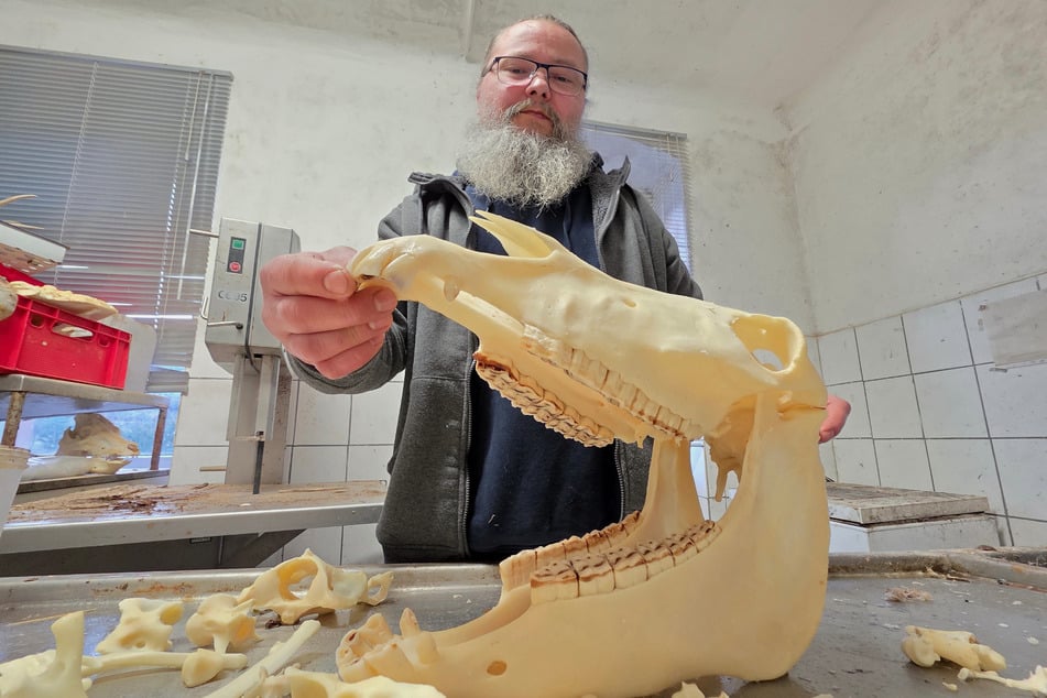 Das Fell ist abgezogen und der imposante Eselschädel entfleischt.