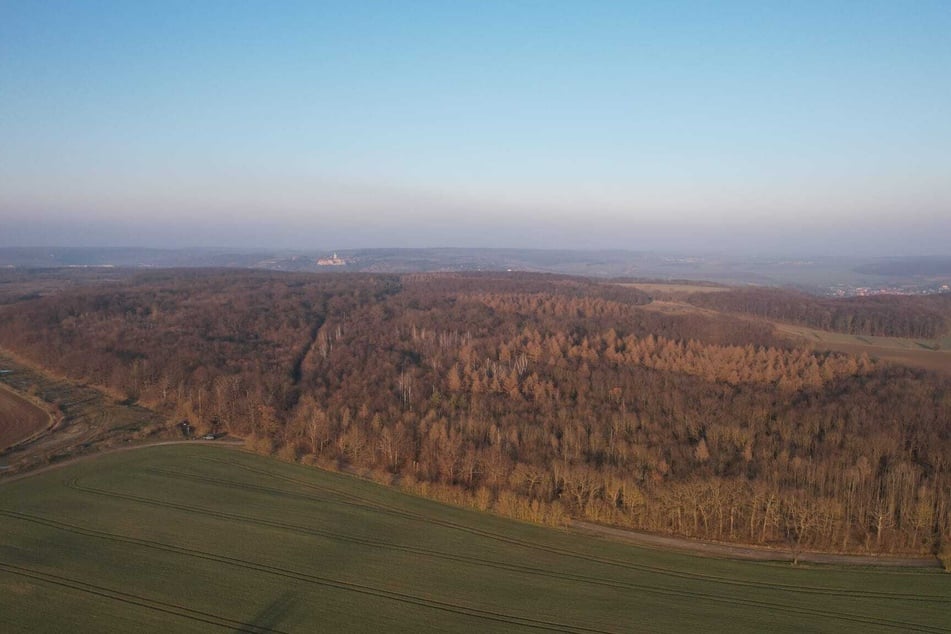 In diesem Waldgebiet zwischen Freyburg und Großwilsdorf wurden die Knochen gefunden.