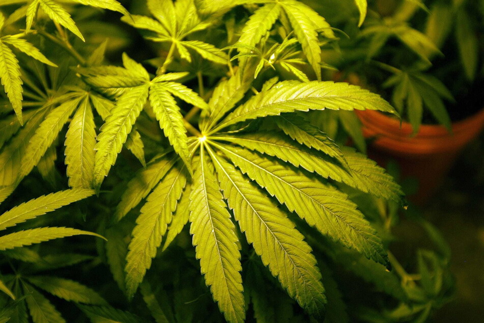 Medizinisches Cannabis: Die einen sehen den Nutzen - die andern die Verharmlosung der Nebenwirkungen.