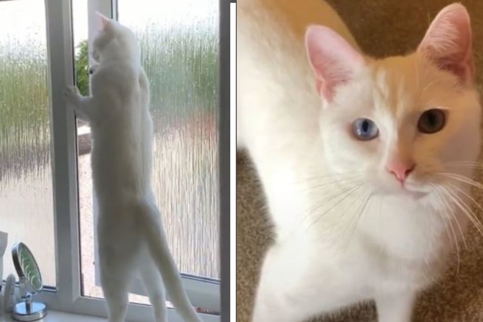 Curious cat beats owner to the punch in funny TikTok video